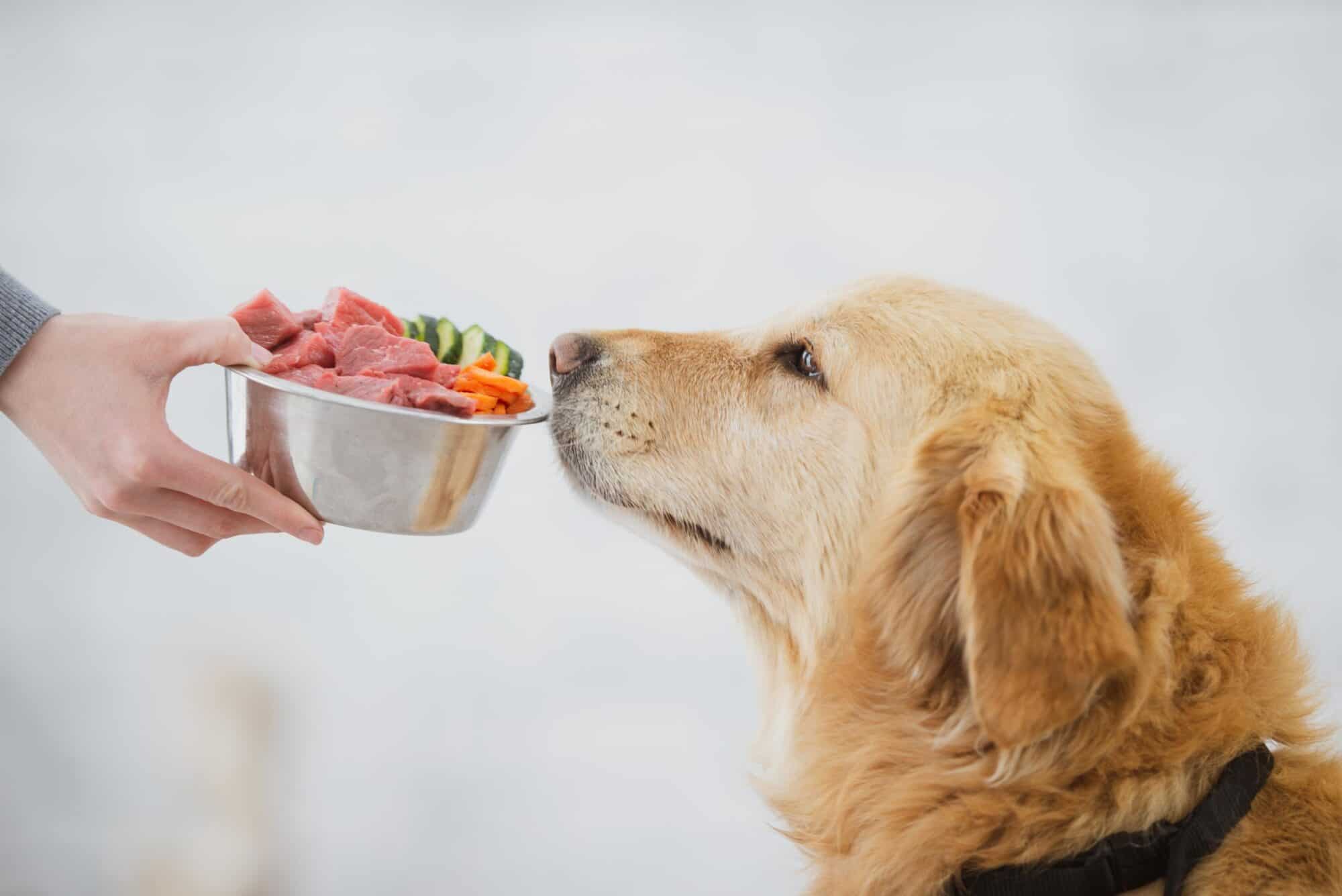 A Guide to Optimal Pet Nutrition: What to Feed Your Furry Friend