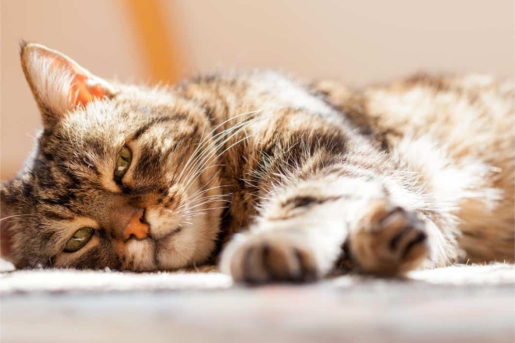 Caring for Senior Cats: Expert Tips From Your Veterinarian
