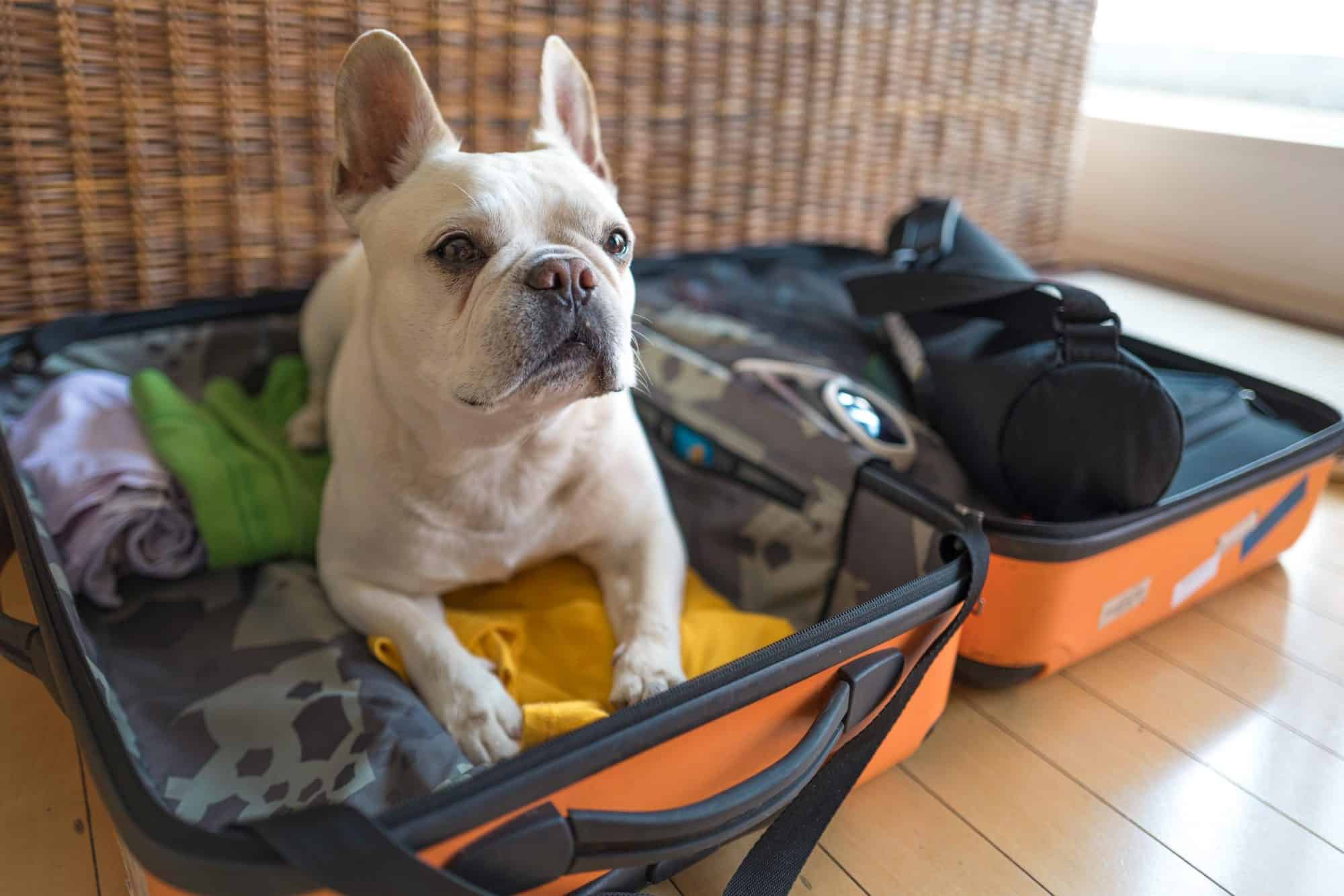 Travel Tips for Pet Owners