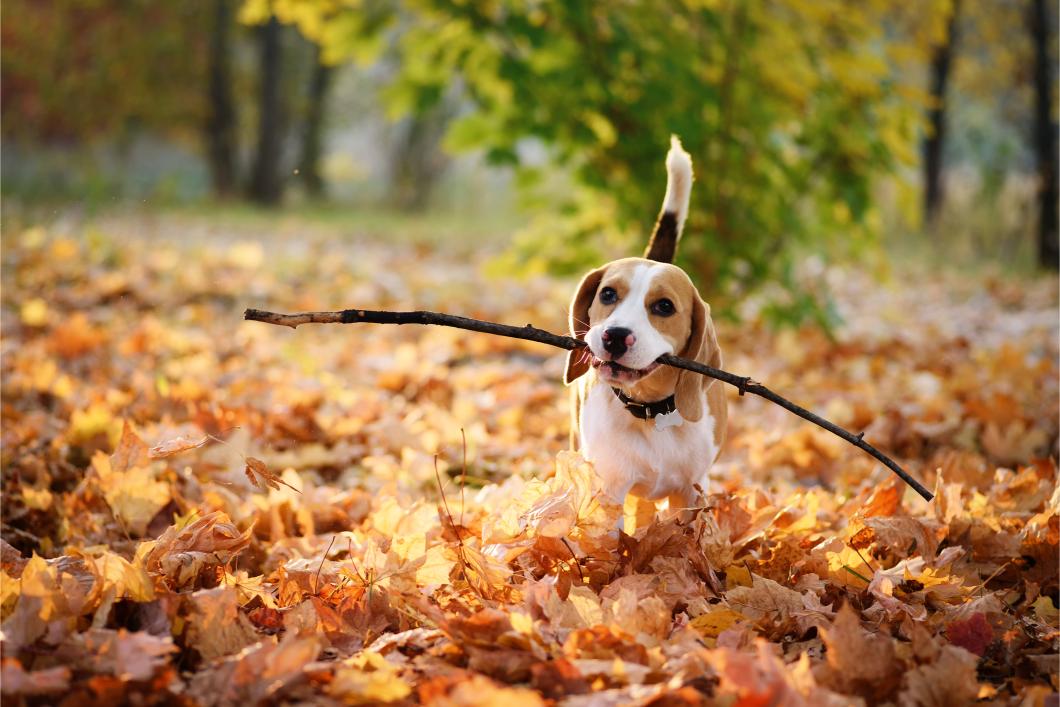 Common Fall Toxins: Protecting Your Pet From Seasonal Hazards