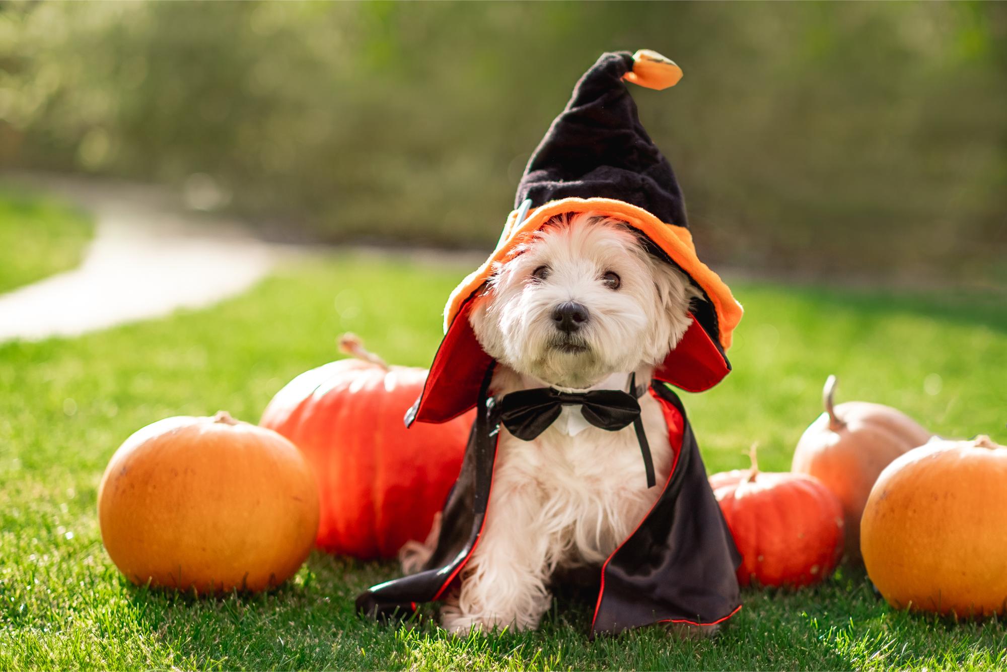 Pet Halloween Safety Tips: How to Keep Your Pets Safe During Festivities