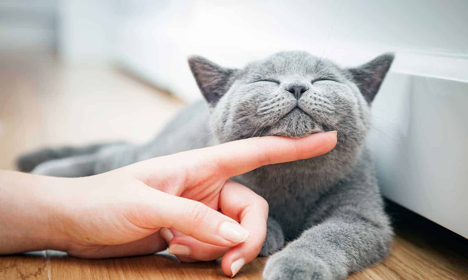 A grey cat being petted